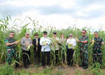 Panen Jagung dan Kopi Robusta di Lahan Rekor ULM, Gubernur : Ini Perlu Dicontoh