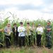 Panen Jagung dan Kopi Robusta di Lahan Rekor ULM, Gubernur : Ini Perlu Dicontoh