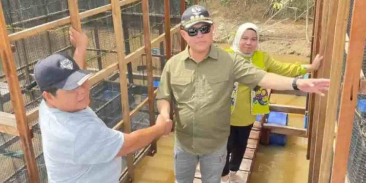 Pj Bupati Barsel H Deddy Winarwan saat peninjauan keramba ikan. (foto : istimewa)
