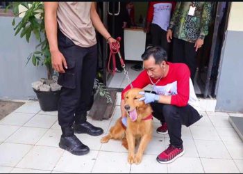 Ancaman Rabies Masih Mengintai, DKP3 Gerak Cepat Pencegahan