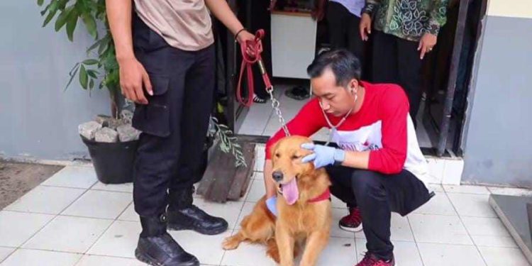 Upaya vaksinasi rabies yang dilakukan DKP3 Banjarmasin. (foto : shn/seputaran)