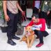 Ancaman Rabies Masih Mengintai, DKP3 Gerak Cepat Pencegahan