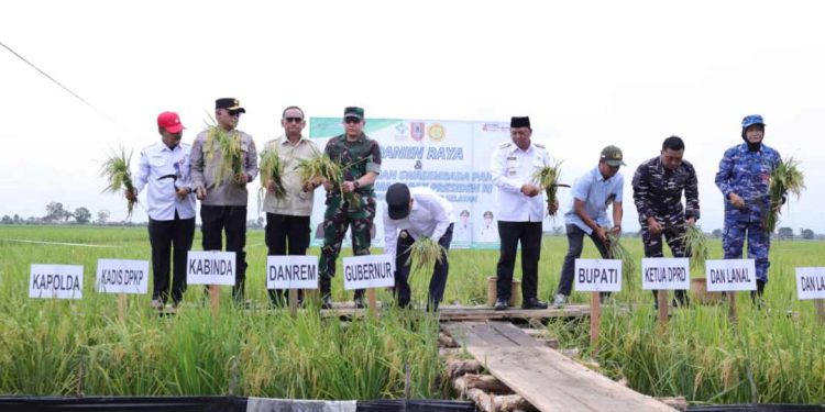 Gubernur Kalsel H Muhidin saat ikut Panen Raya di Desa Baringin Jaya, Handil Paliwara, Kecamatan Anjir Muara, Kabupaten Barito Kuala. (foto : Adpim Kalsel)