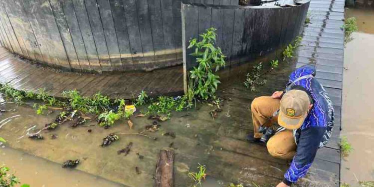 Galeri Terapung Sasirang yang kondisi lantainya terendam air. (foto : shn/seputaran)