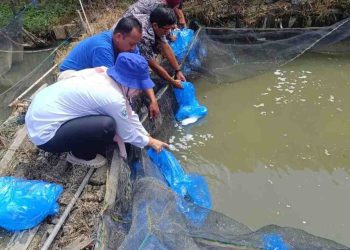 Produksi Perikanan Budidaya dan Tangkap Meningkat