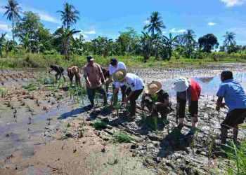 Pertahankan Lahan Pertanian, Walikota Penanaman Padi di Sungai Andai