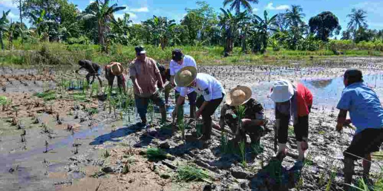 Walikota Banjarmasin HM Yamin saat penanaman padi di lahan pertanian Sungai Andai. (foto : shn/seputaran)