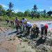 Pertahankan Lahan Pertanian, Walikota Penanaman Padi di Sungai Andai