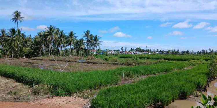 Lahan pertanian di Banjarmasin yang berpotensi mengalami kekeringan saat kemarau ekstrem. (foto : shn/seputaran)