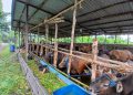 Sapi Kurban di RPH Basirih Mulai Berdatangan