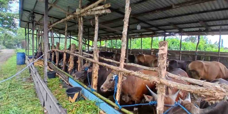 Sapi kurban yang sudah masuk di RPH Basirih. (foto : shn/seputaran)