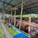 Sapi Kurban di RPH Basirih Mulai Berdatangan