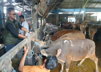 DKP3 Banjarmasin Berikan Vaksin Pastikan Kesehatan Hewan Kurban