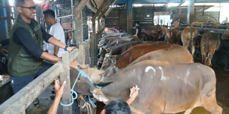 Sapi Kurban yang masuk Rumah Potong Hewan (RPH) Basirih. (foto : shn/seputaran)