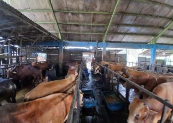 Meski Harga Naik, Permintaan Sapi dan Kambing Kurban Mulai Meningkat