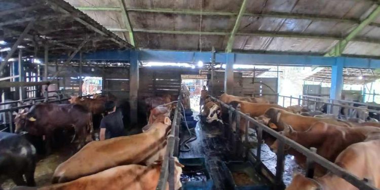 Stok sapi kurban di RPH Basirih. (foto : shn/seputaran)
