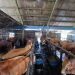 Meski Harga Naik, Permintaan Sapi dan Kambing Kurban Mulai Meningkat