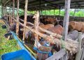 Stok Hewan Kurban di Banjarmasin : 2.000 Sapi, 2.500 Kambing