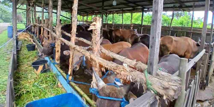 Hewan kurban saat di RPH Basirih. (foto : shn/seputaran)