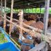 Stok Hewan Kurban di Banjarmasin : 2.000 Sapi, 2.500 Kambing