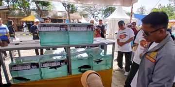 Lomba Ikan Hias Walikota Cup 2026, Meriahkan HUT ke-500 Banjarmasin