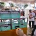 Lomba Ikan Hias Walikota Cup 2026, Meriahkan HUT ke-500 Banjarmasin