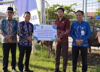 Bank Kalsel Cabang Paringin Bagikan 24 Sapi Kurban