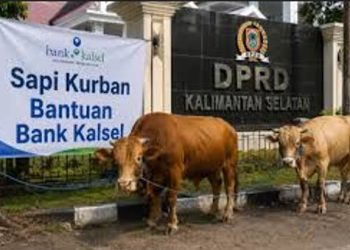 Kantor Pusat Bank Kalsel Berkurban 21 Ekor Sapi