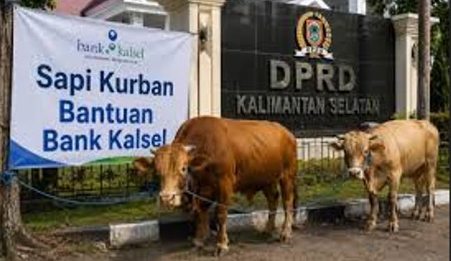 Dua ekor sapi kurban Bank Kalsel yang diserahkan ke Sekretariat DPRD Kalsel. (foto : istimewa)