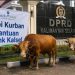 Kantor Pusat Bank Kalsel Berkurban 21 Ekor Sapi