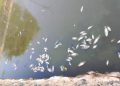 Kadar Keasinan Air Meningkat, Ikan Keramba Alami Kematian