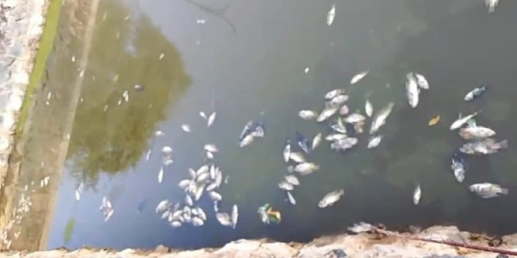 Ikan Nila yang mati akibat dampak salinitas air asin. (foto : shn/seputaran)