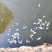 Kadar Keasinan Air Meningkat, Ikan Keramba Alami Kematian